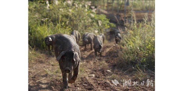 湖北日報|零號土豬串起產(chǎn)業(yè)鏈，恩施土豬從山林走向全國